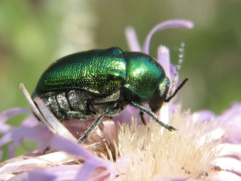 Chrysomelidae: Cryptocephalus zambanellus